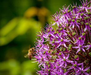 Honey Bee In Flight and Flower