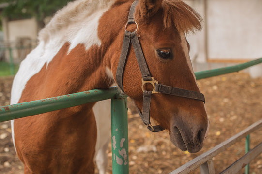 Brow miniature horse. Outdoors