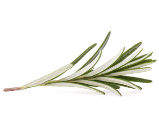 rosemary herb spice leaves isolated on white background cutout