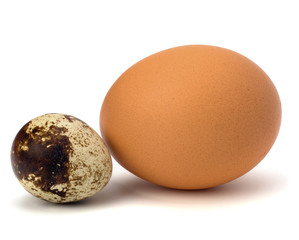 quail and hen's eggs