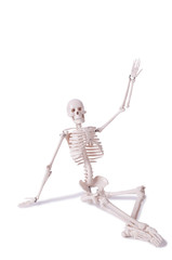 Skeleton isolated on the white background