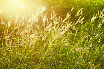 Field of grass during sunset