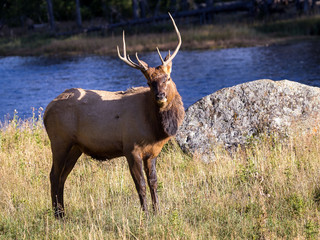 Elk