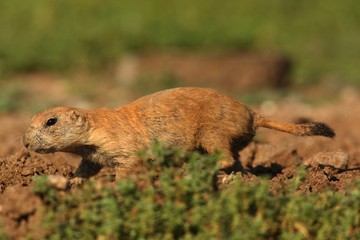 Black-tailed Prairie Dog (Cynomys ludovicianus)