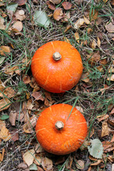 Autumn fruit in the garden