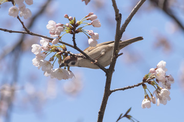 桜と雀