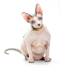 plump Canadian Sphynx cat sitting on white background
