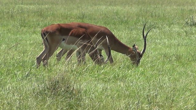 Impalas in the wild (Aepyceros melampus)