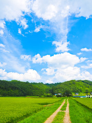 秋田の田園