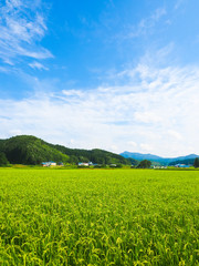 秋田の田園