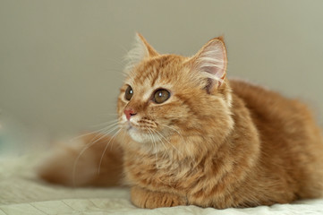 Yellow cat looking up