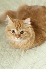 Yellow cat looking up