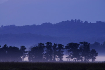 Eerie foggy morning with shadows of tree on the horizon