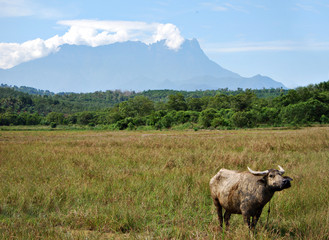 Water buffalo at a grazing filed