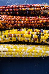 Flint corn