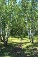 Path in a birch grove. Summer landscape.