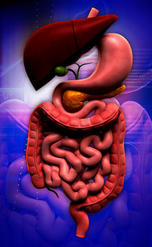 human digestive system