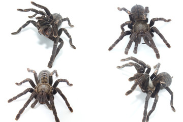the spider isolate on white