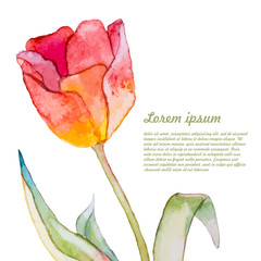 watercolor flowers.