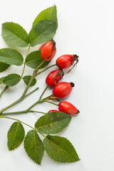 Rosehip (Rosa canina)