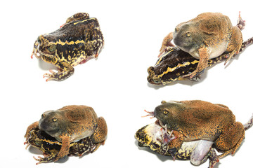 Overview of the Frog isolate on white