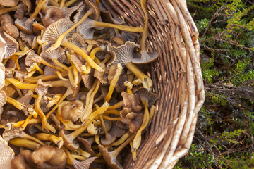 Fototapeta premium Basket full of yellowfoot