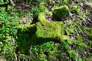 Baumstamm mit Moos und Klee grün