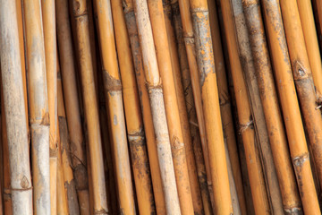Fototapeta premium Dried bamboo.