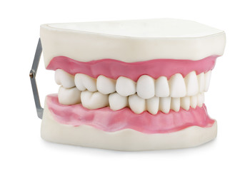 Anatomical jaw model