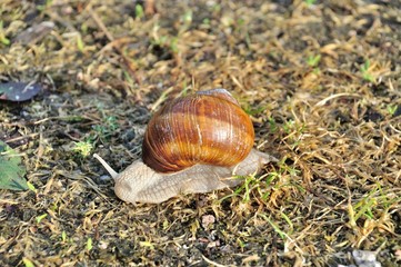 Burgundy snail