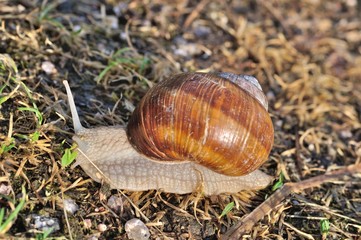 Burgundy snail
