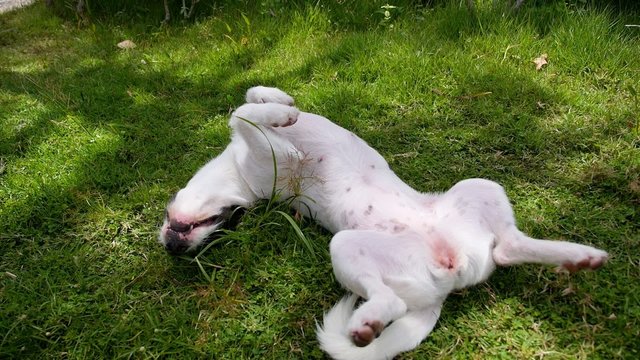 Cute Funny Dog Lying in the Grass. Slow Motion.