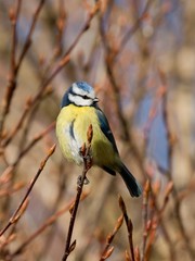 Small blue tit perched on a twig in a bush