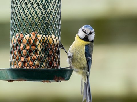 Small blue tit sitting on a bird feeder looking out