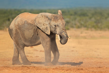 Fototapeta na wymiar African elephant in dust, Addo National Park