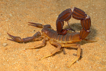 Aggressive scorpion, Kalahari desert