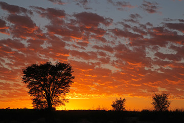 African sunset with silhouetted trees, Kalahari desert