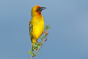 Male Cape weaver