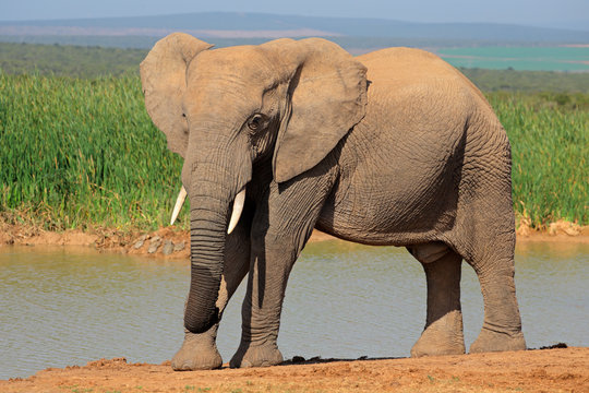 African elephant at a waterhole, Addo National Park