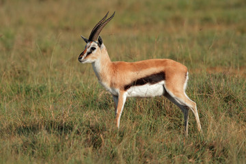 Naklejka na ściany i meble Thomsons gazelle, Lake Nakuru National Park
