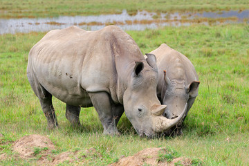 White rhinoceros, Lake Nakuru National Park