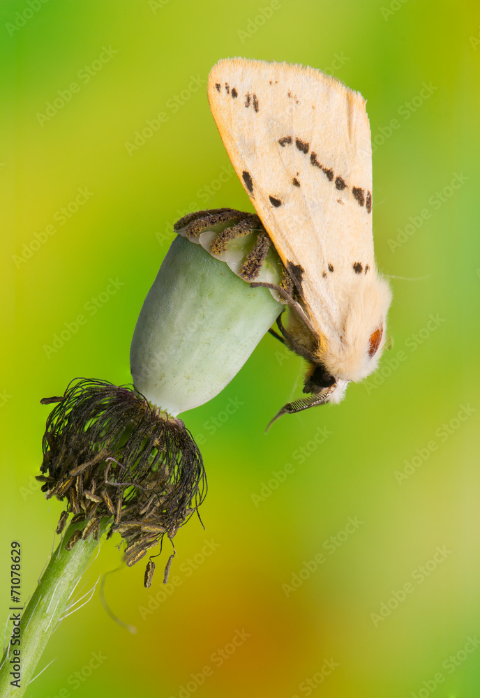 Wall mural Spilosoma lutea