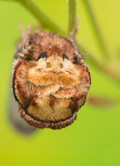 Phalera bucephala