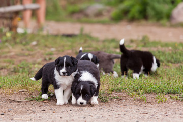 Border Collie puppies playing outside on the farm