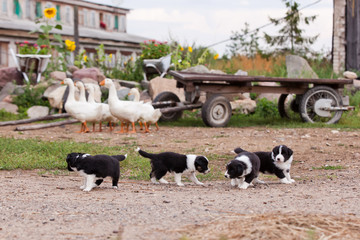 Naklejka na ściany i meble Border Collie puppies playing outside on the farm