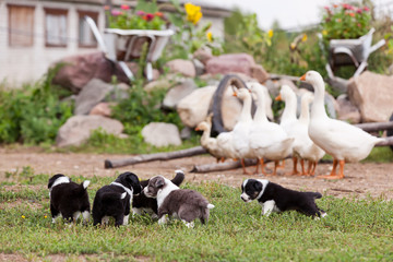 Border Collie puppies playing outside on the farm