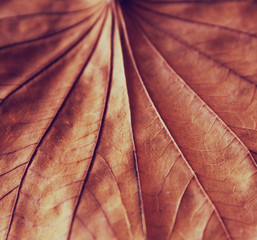 low key image of Dry leaf on wooden background. se