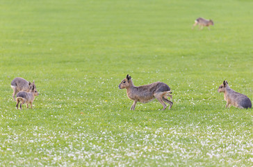 Naklejka na ściany i meble Hares on a meadow