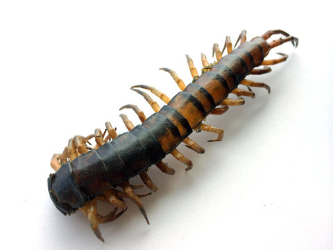 die centipede Ethmostigmus rubripes isolate