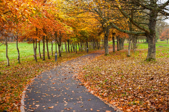 autumn leaves park footpath